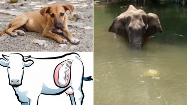 Humanity Blown Off! From Pregnant Elephant and Cow Fed With Explosives to Dog Dragged Behind Bike, Incidents of Animal Cruelty Prove We Deserve 2020