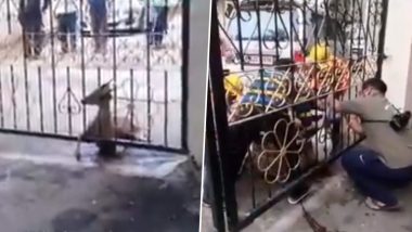 Thane: Two Deers Found Roaming Around Residential Area Near Ghodbunder Road, Injured While Entering Gate (Watch Video)