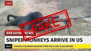 Sniper Monkeys Arrive in The US? Fact Check Behind Viral Picture of Baboon Sniper or Monkey With Rifle Doing Rounds on Social Media