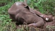 Elephant Dies in Kerala&rsquo;s Malappuram, Forest Official Says Injuries Suggest Death Was Due to Fight With Another Elephant