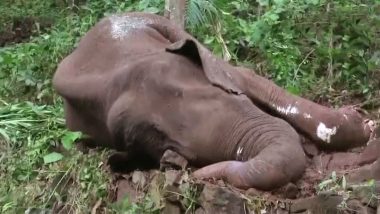 Elephant Dies in Kerala’s Malappuram, Forest Official Says Injuries Suggest Death Was Due to Fight With Another Elephant