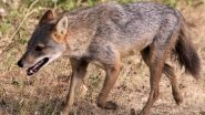 Jackal Dies After Being Fed Meat Stuffed with Explosives in Tamil Nadu's Trichy, 12 Arrested