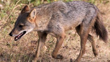 Jackal Dies After Being Fed Meat Stuffed with Explosives in Tamil Nadu's Trichy, 12 Arrested