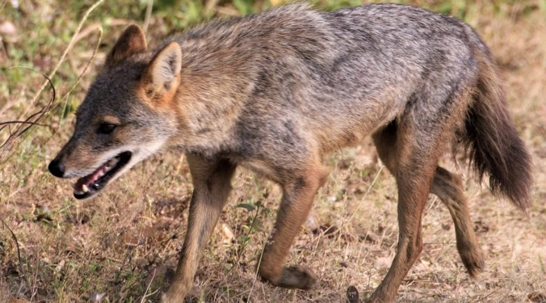 Jackal Dies After Being Fed Meat Stuffed with Explosives in Tamil Nadu, 12 Arrested