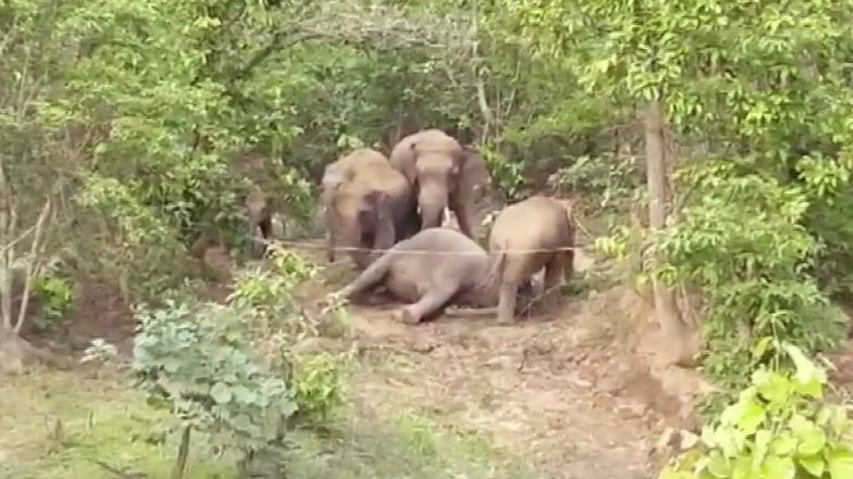 Elephant Dies in Chhattisgarh, Herd of Elephants Gather Around Dead Body in Surajpur, Carcass Yet to Be Retrieved by Forest Department