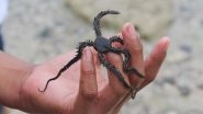 Snake Spider or Alien? Footage of Brittle Star Leaves Netizens Confused, Watch Video