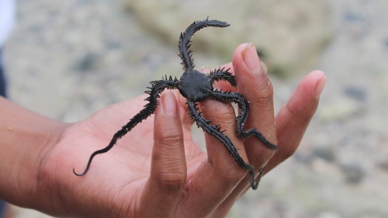 Snake Spider or Alien? Footage of Brittle Star Leaves Netizens Confused, Watch Video
