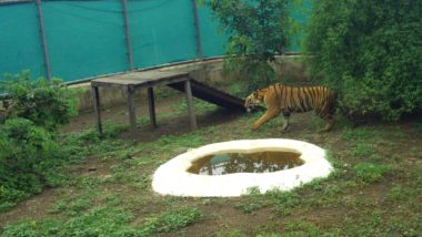 Tiger KT-1 That Killed Five People Dies at Gorewada Zoo And Wildlife Rescue Center in Maharashtra's Nagpur