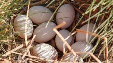 Duck Eggs Health Benefits: From Strong Immune System to Good Brain Health, Here Are Five Reasons to Have This Nutritious Food