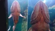 Giant 'Penis Fish' Goes Viral! From Pacific Geoduck to Atretochoana Eiselti, Creatures That Look Exactly like Phallus