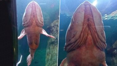 Giant 'Penis Fish' Goes Viral! From Pacific Geoduck to Atretochoana Eiselti, Creatures That Look Exactly like Phallus