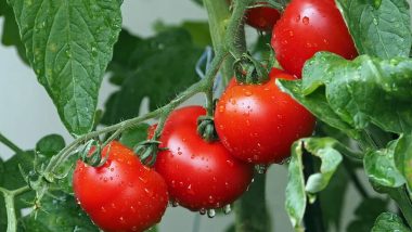 Weight Loss Tip of the Week: How to Eat Tomatoes to Lose Weight