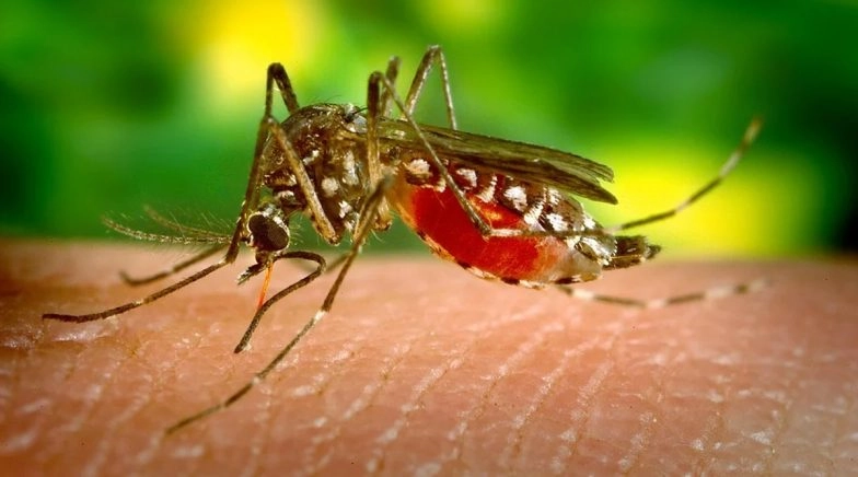Early Symptoms of Chikungunya You Must Know!