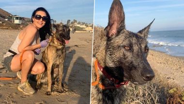 Preity Zinta Hits the Beach After 104 Days with Her Pet Dog Bruno (See Pic)