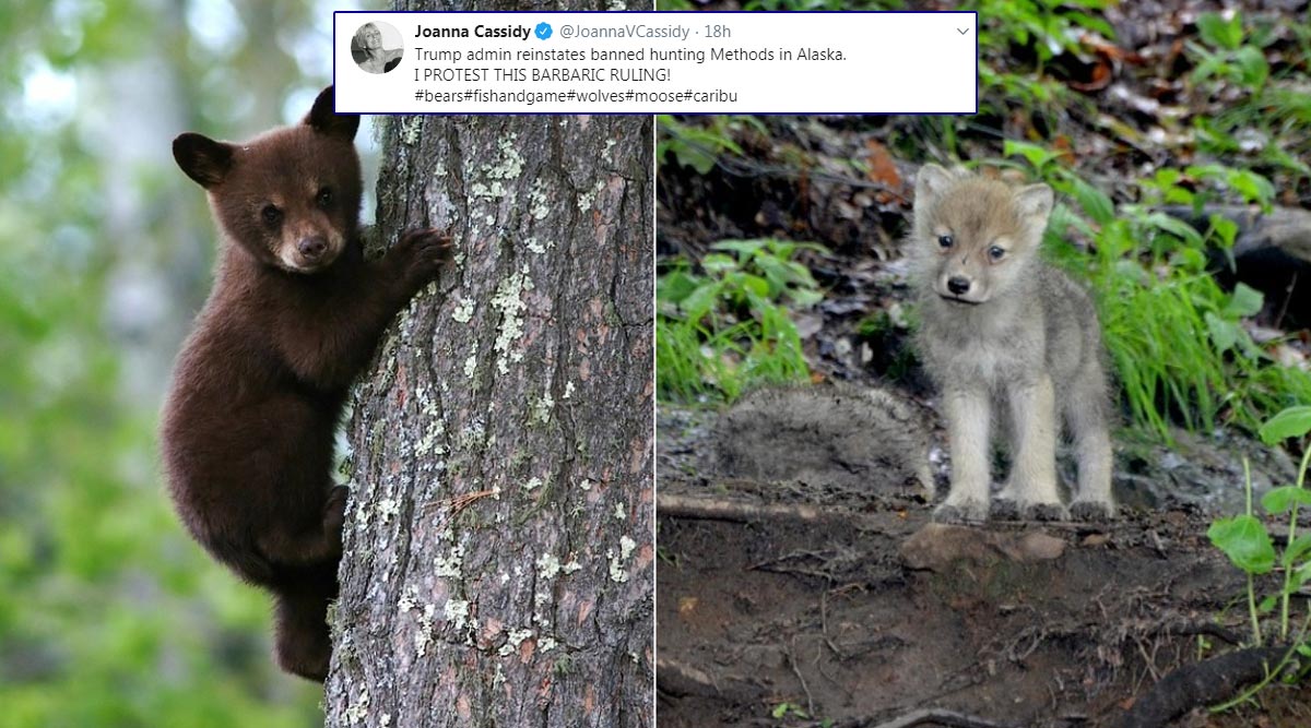 Hunter bear bait ban proposed for Alaska national preserves - Alaska Public  Media