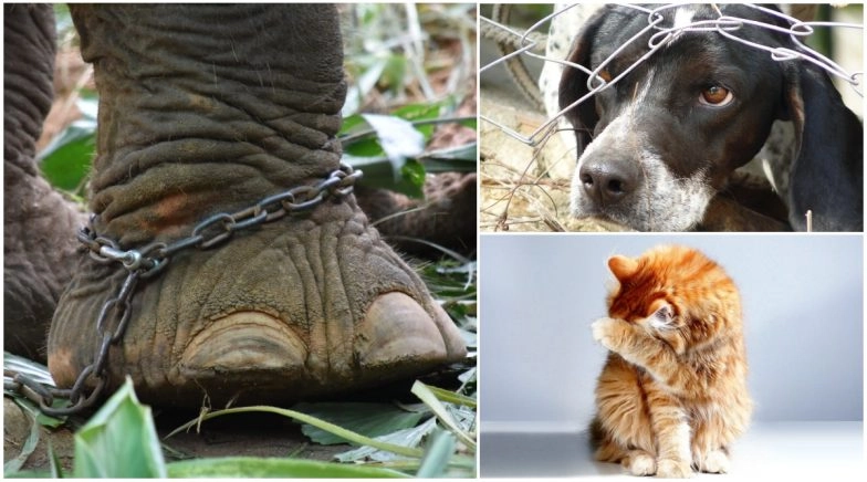 5 Instances of Animal Cruelty Which Made Humanity Hang Its Head in Shame 