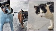 Cyclone Nisarga: How to Take Care of Your Pets and Help Strays During The Severe Cylonic Storm and Heavy Rains