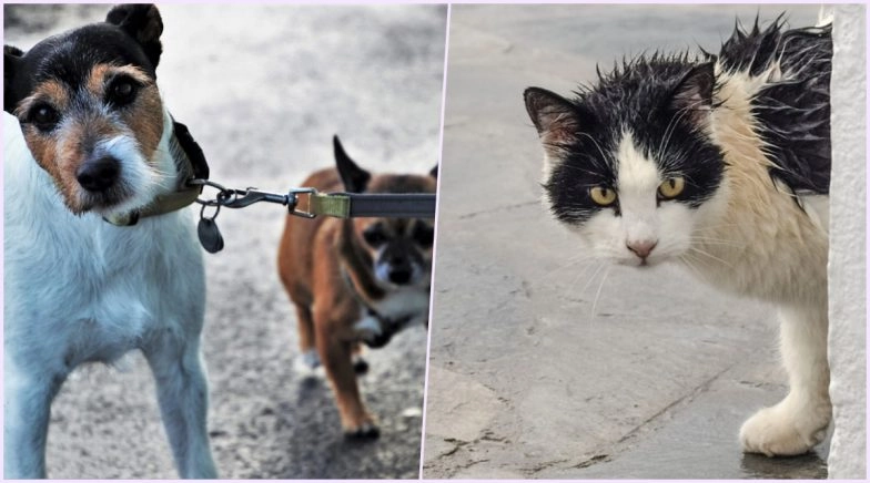 How to Take Care of Your Pets and Help Strays During Nisarga Cyclone? 