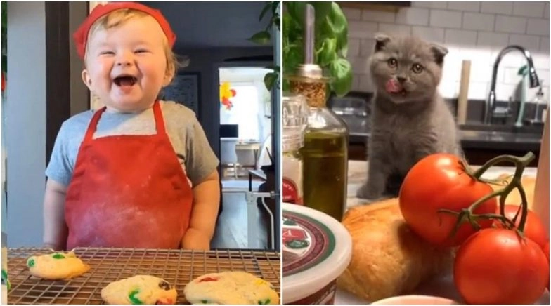 After Baby Chef Kobe, Carl the Cat Is Taking the Cooking World by Storm (Watch Videos)