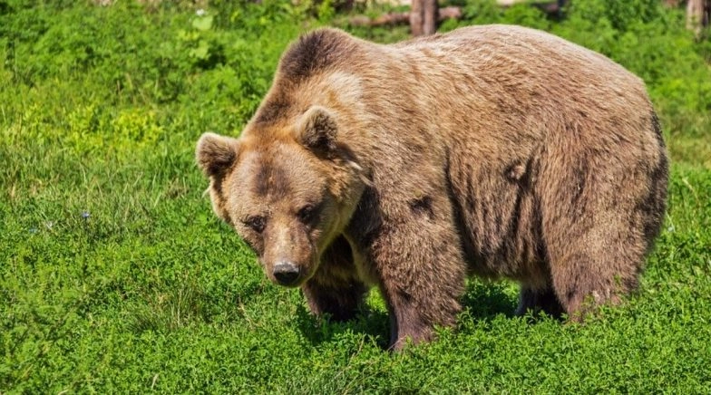Jammu and Kashmir: Bear Mauls Man to Death in Budgam Forests 