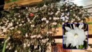 Rare Video of 100 Brahma Kamal Flowers Blooming at Home in Mysore Goes Viral; Know How to Grow This Plant at Home