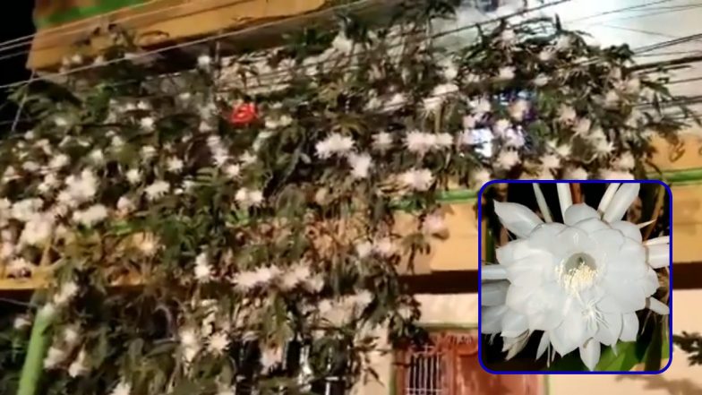 Rare Video of 100 Brahma Kamal Flowers Blooming at Home in Mysore Goes Viral; Know How to Grow This Plant at Home