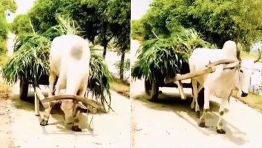 Video of Bull Pulling Its Own Cart of Farm Produce Goes Viral, Netizens Call Him 'Atmanirbhar!'