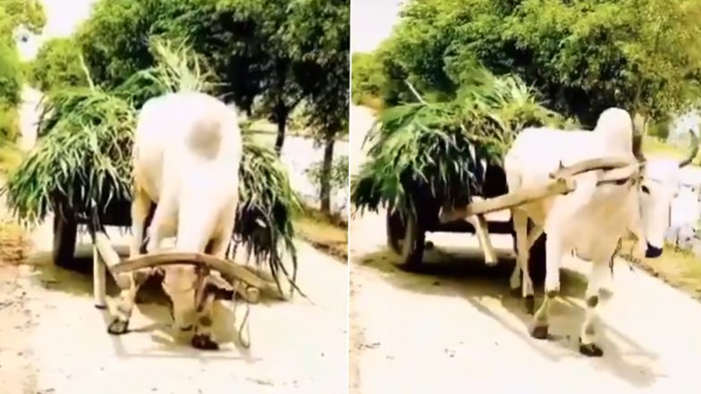 Uttar Pradesh: Villagers Mourn 'Babuji' The Bull, Many Called Him 'Nandi' Sacred Bull of Lord Shiva