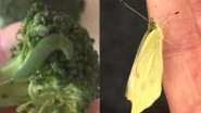 London Man Helps 6 Caterpillars He Found in Broccoli to Turn Into Butterflies And Releases Them (Check Viral Pictures And Videos)