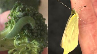 London Man Helps 6 Caterpillars He Found in Broccoli to Turn Into Butterflies And Releases Them (Check Viral Pictures And Videos)