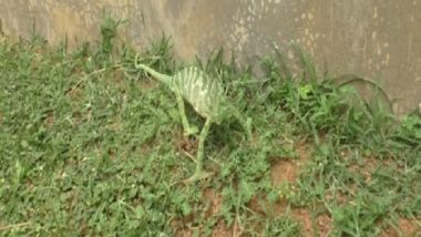 Rare Chameleon Species Rescued in Odisha, View Pic