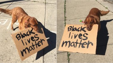 PAW-WERFUL! Dog Joins ‘Black Lives Matter’ Protest at Cincinnati, Video of This Golden Retriever Named Buddy Holding BLM Placard Goes Viral