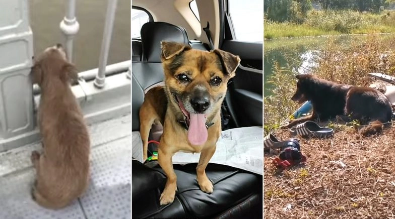 Dog Waits For Owner Who Jumped From Bridge, Other Such Instances (Watch Videos)