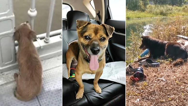 Dog Waits on Bridge After Owner Jumps Off It in China, Other Such Instances of Dog's Loyalty Towards Their Hoomans That Prove Why They Are Man's Best Friend (Watch Heartbreaking Videos)