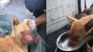 Kerala: Dog With Its Mouth Sealed by Tape Found Wandering in Thrissur, Rescued After Days of Torture