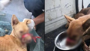 Kerala: Dog With Its Mouth Sealed by Tape Found Wandering in Thrissur, Rescued After Days of Torture