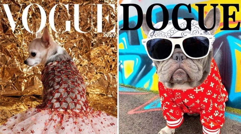 Viral Vogue Challenge Gets a Cute Spin From Pet Owners, Start 'Dogue' Trend With Pics of Their Dogs