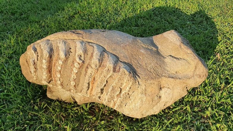 Elephant Fossil, 5-8 Million Years Old, Discovered From Siwalik Sediments in UP's Saharanpur, View Pics