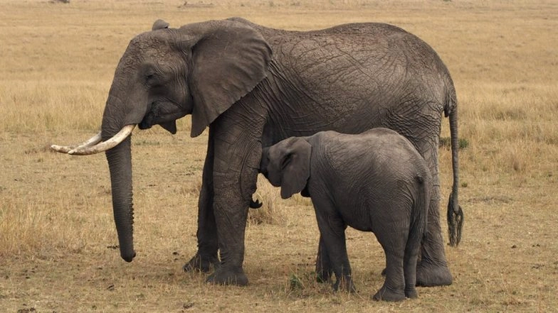 World Elephant Day 2020: Over 200 Elephants in India Kept in Severely Inadequate Conditions, Says World Animal Protection