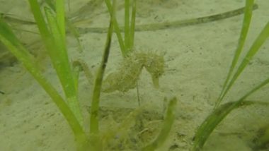 Animals Are Reclaiming The World Series: Endangered Seahorses Return to Dorset Coast in UK Amid Lockdown (Watch Video)