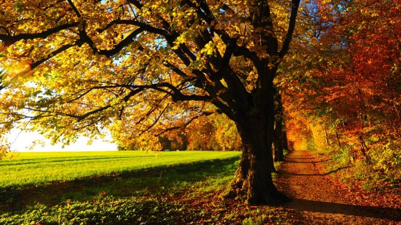 World Environment Day 2020 Theme is 'Celebrate Biodiversity': What is Biodiversity? Know Its Meaning, Types And Examples