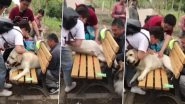 Fat Police Dog Gets Stuck in Park Bench in China, Owner Says He Eats Too Much! (Watch Funny Rescue Video)