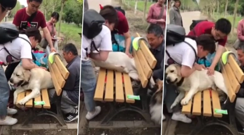 Fat Police Dog Gets Stuck in Park Bench in China, Watch Funny Rescue Video