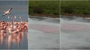 Pink Flamingos in Navi Mumbai Signal About Cyclone Nisarga, Change Formations to Safeguard Against Strong Winds! Watch Mesmerising Video of The Flock of Birds