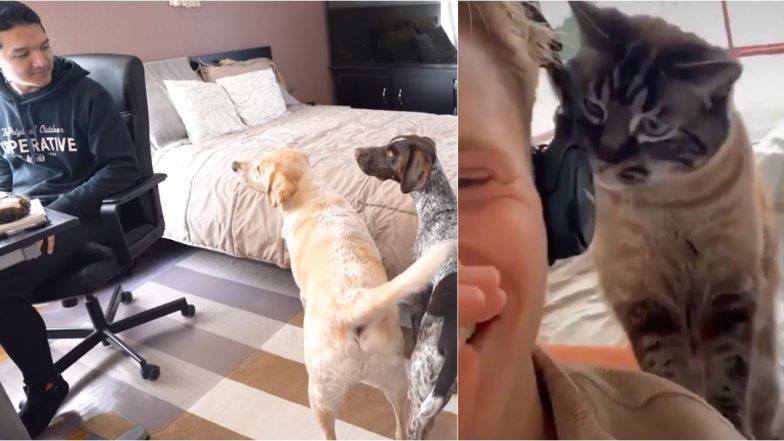 Take Your Dog To Work Day (US) 2020: Funny Videos of Dogs And Cats Giving a Tough Time to Their Hoomans Working From Home During Lockdown