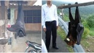 Viral Pics of Large Bats, Being Called 'Human-Sized', From Philippines Are Scaring People; Know More About Giant Golden-Crowned Flying Fox