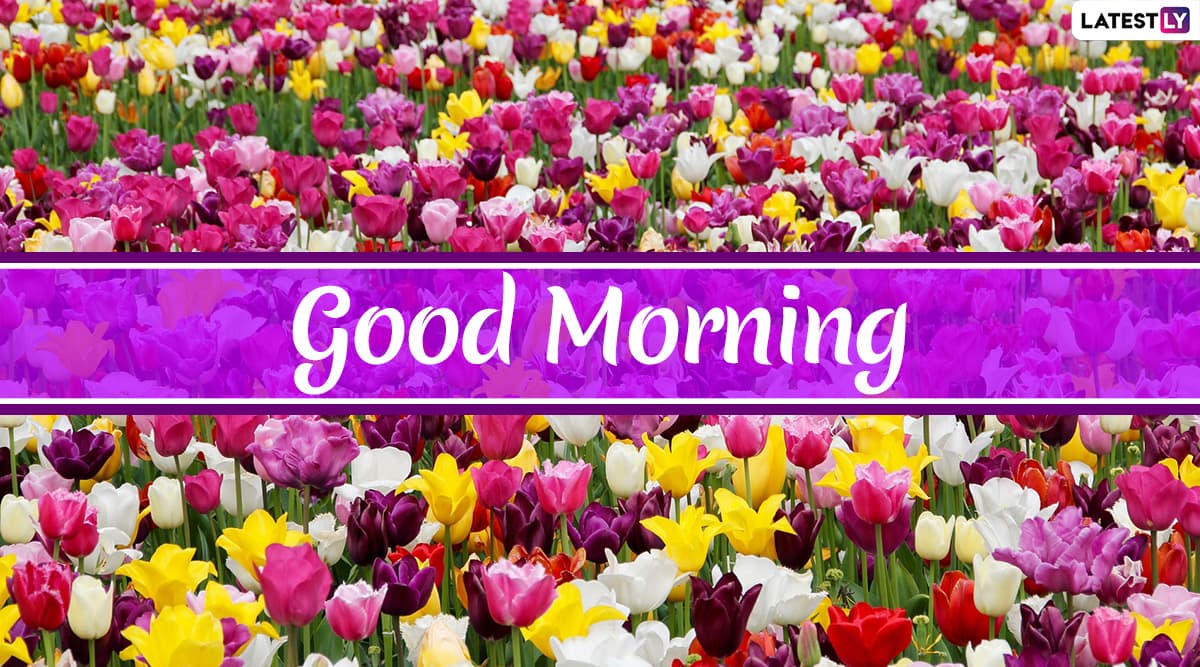 Send Good Morning HD Images & Wishes to Family & Friends As No