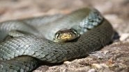 Raining Snakes? Crow Drops Big Grass Snake Almost on a Man Dog-walking in The UK (View Pic)