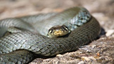 can grass snakes hurt dogs