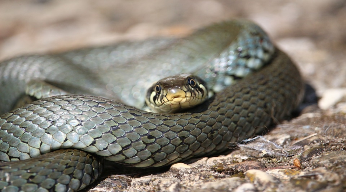 Raining Snakes? Crow Drops Big Grass Snake Almost on a Man Dog-walking ...